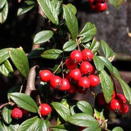 Cotoneaster dammeri 'Coral Beauty' ~ Coral Beauty Cotoneaster-ServeScape