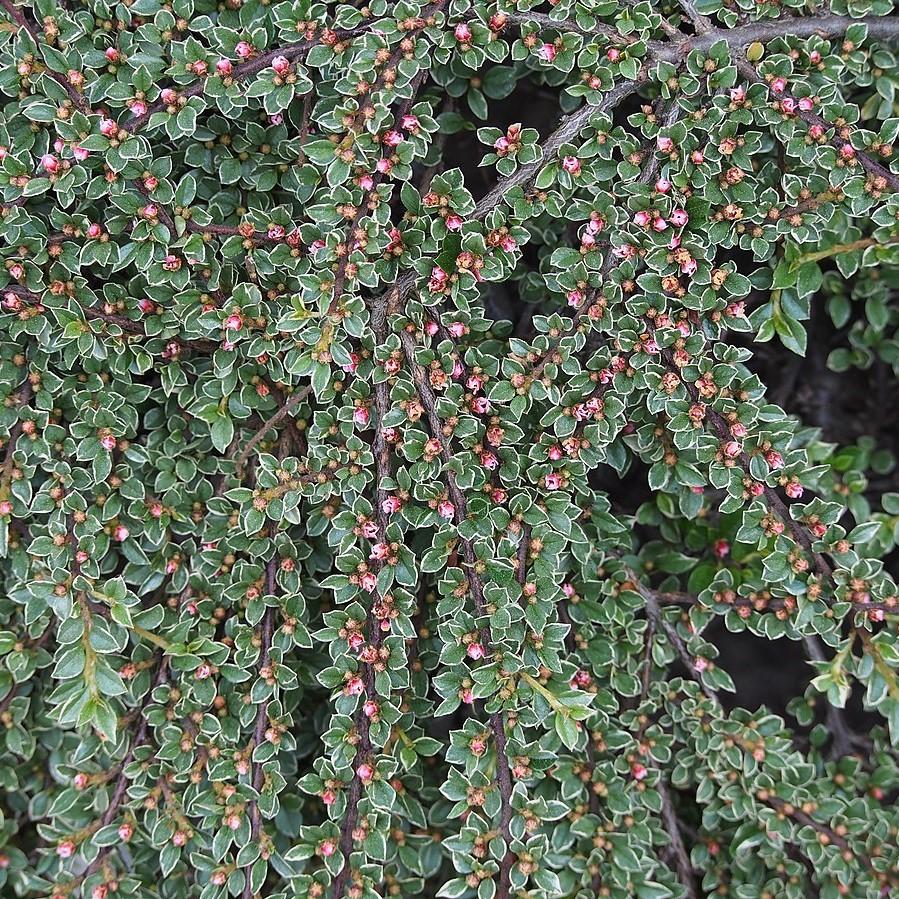 Cotoneaster horizontalis 'Variegatus' ~ Northern Borders™ Cottoneaster-ServeScape