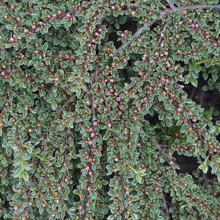 Cotoneaster horizontalis 'Variegatus' ~ Northern Borders™ Cottoneaster-ServeScape