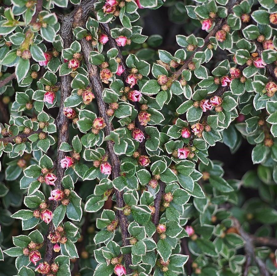 Cotoneaster horizontalis 'Variegatus' ~ Northern Borders™ Cottoneaster-ServeScape