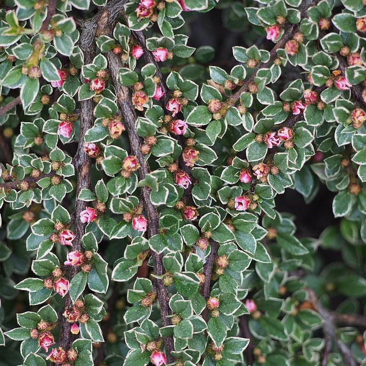Cotoneaster horizontalis 'Variegatus' ~ Northern Borders™ Cottoneaster-ServeScape