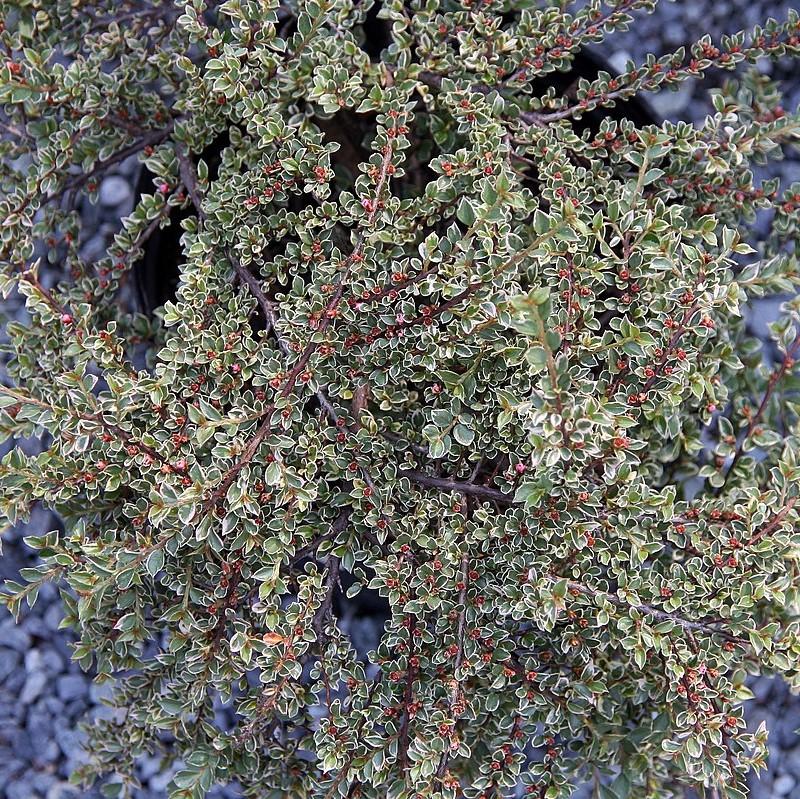 Cotoneaster horizontalis 'Variegatus' ~ Northern Borders™ Cottoneaster-ServeScape