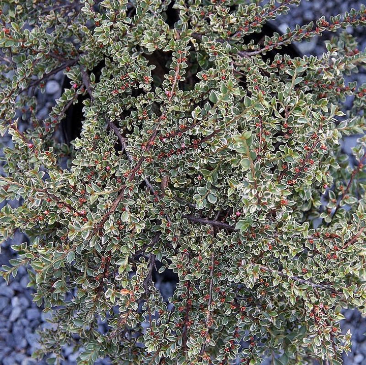 Cotoneaster horizontalis 'Variegatus' ~ Northern Borders™ Cottoneaster-ServeScape