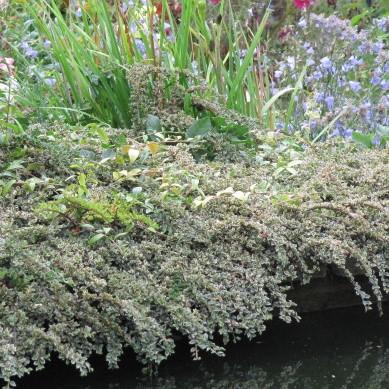 Cotoneaster horizontalis 'Variegatus' ~ Northern Borders™ Cottoneaster-ServeScape