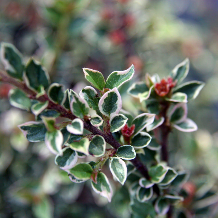 Cotoneaster horizontalis 'Variegatus' ~ Northern Borders™ Cottoneaster - Delivered By ServeScape