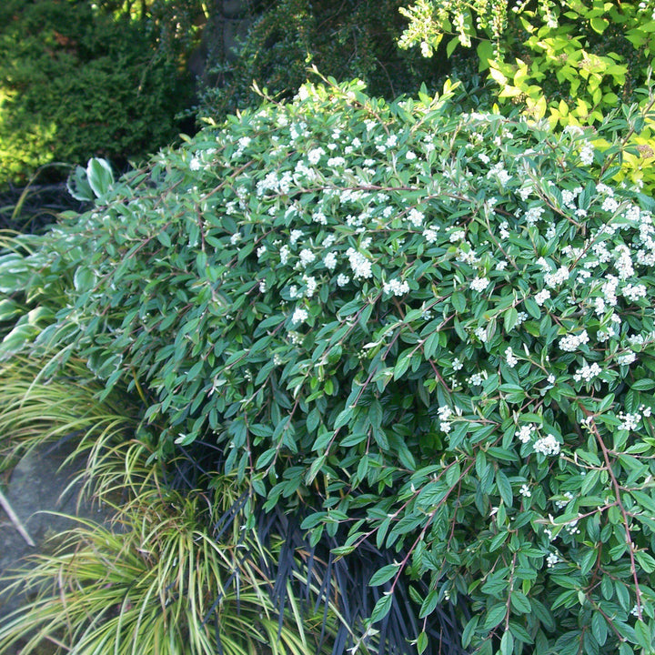 Cotoneaster sal. 'Repandens' ~ Willowleaf Cotoneaster-ServeScape