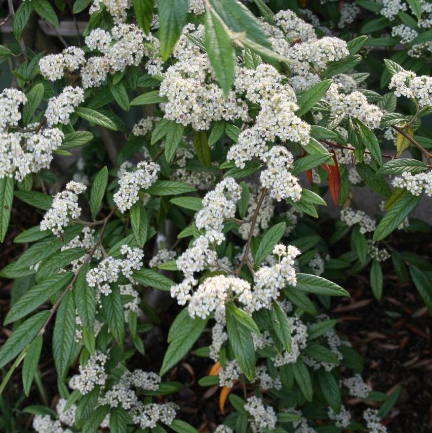 Cotoneaster sal. 'Repandens' ~ Willowleaf Cotoneaster-ServeScape