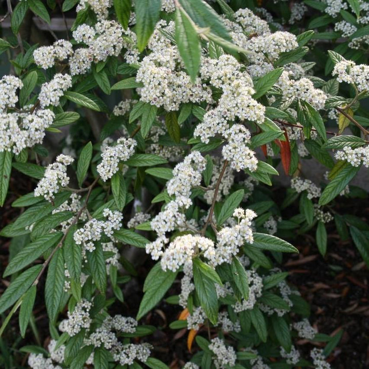 Cotoneaster sal. 'Repandens' ~ Willowleaf Cotoneaster-ServeScape