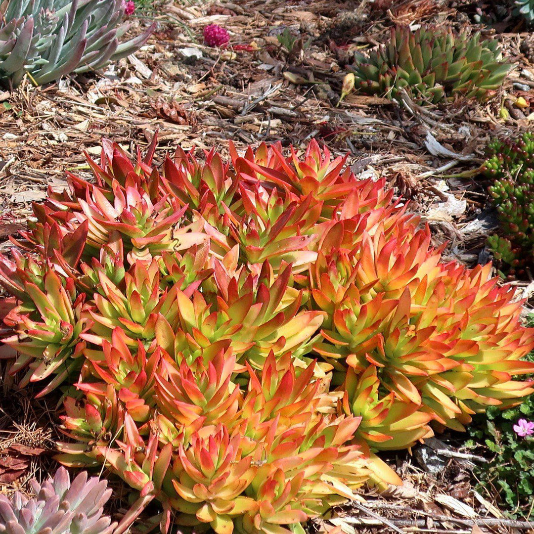 Crassula capitella 'Campfire' ~ Campfire Crassula, Red Pagoda - Delivered By ServeScape