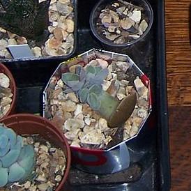 Crassula deceptor 'Stone Age Silver' ~ Stone Age Silver Crassula-ServeScape