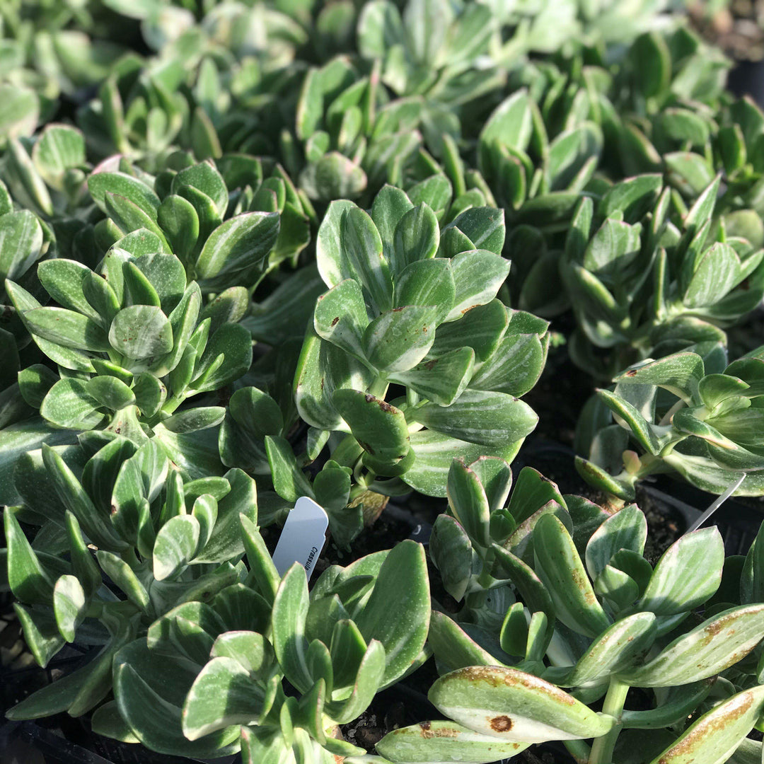 Crassula ovata ‘Variegata’ ~ Variegated Jade Plant - Delivered By ServeScape