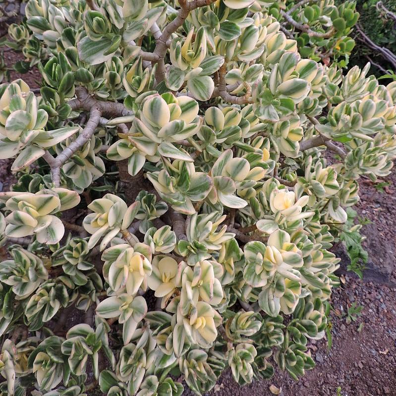 Crassula ovata ‘Variegata’ ~ Variegated Jade Plant-ServeScape
