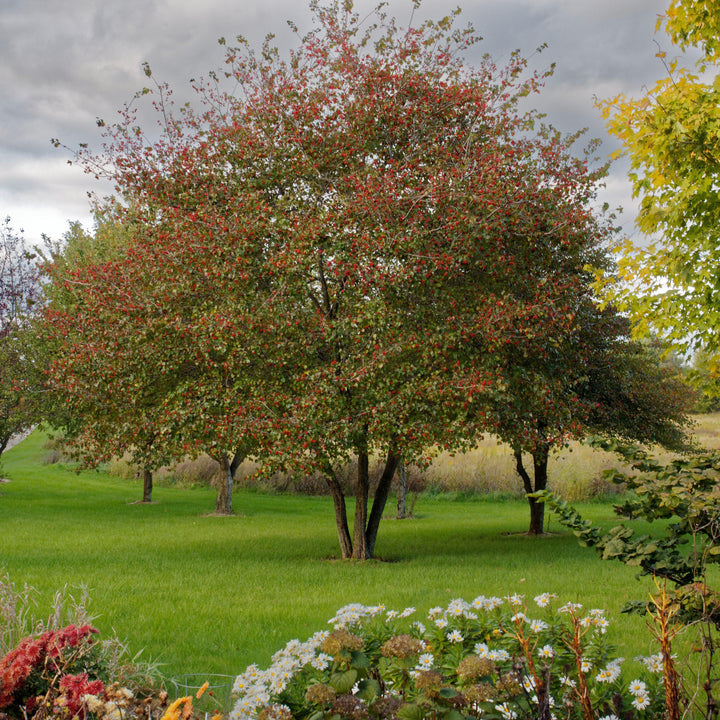 Crataegus phaenopyrum ~ Washington Hawthorn-ServeScape