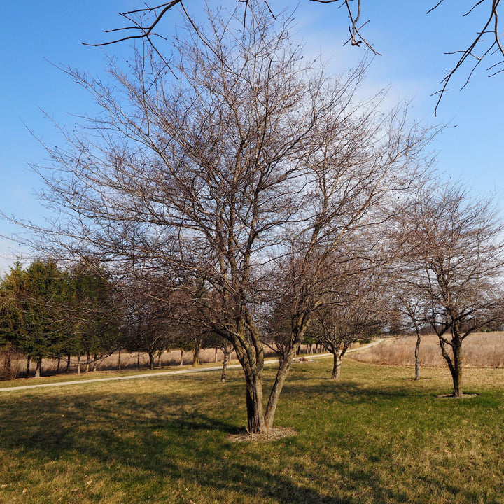 Crataegus phaenopyrum ~ Washington Hawthorn-ServeScape