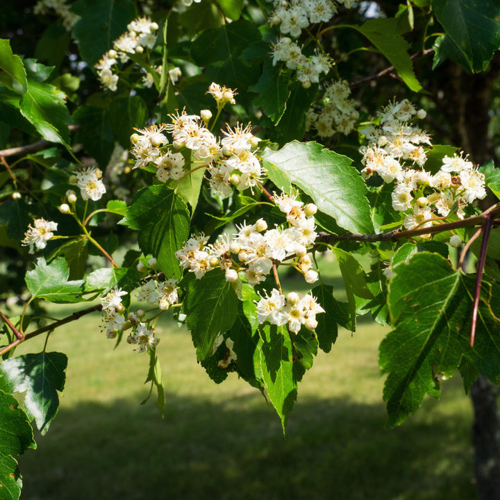 Crataegus phaenopyrum ~ Washington Hawthorn-ServeScape
