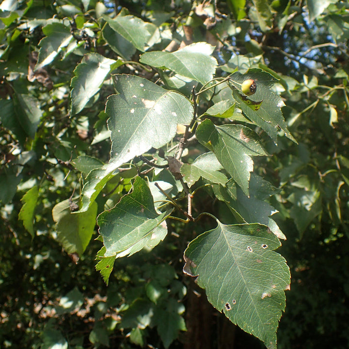 Crataegus phaenopyrum ~ Washington Hawthorn-ServeScape