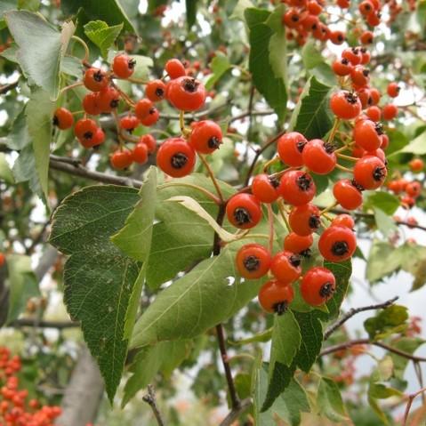 Crataegus phaenopyrum ~ Washington Hawthorn-ServeScape