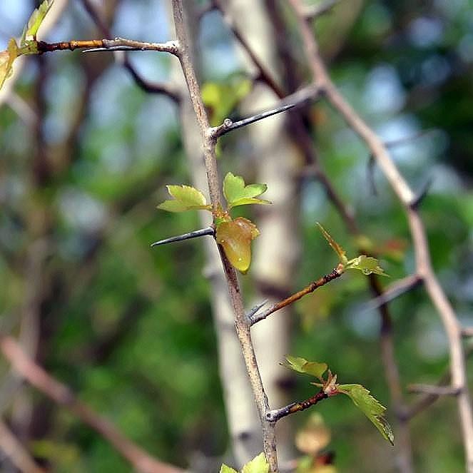Crataegus phaenopyrum ~ Washington Hawthorn-ServeScape
