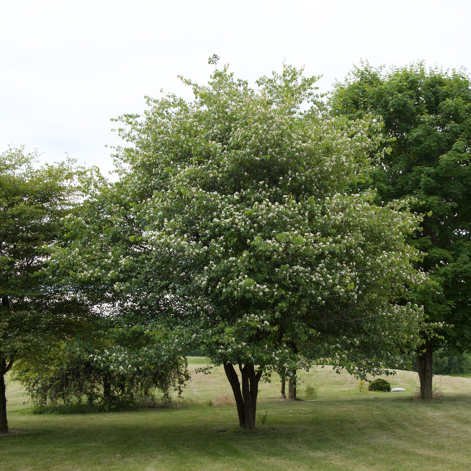 Crataegus phaenopyrum ~ Washington Hawthorn-ServeScape