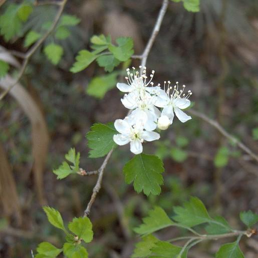 Crataegus viridis ~ Green Hawthorn-ServeScape