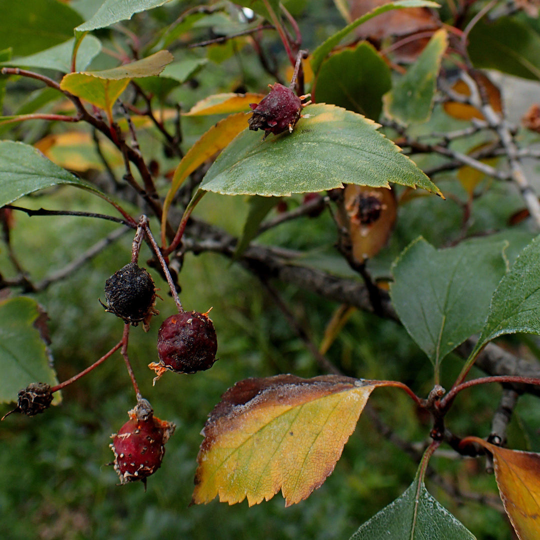 Crataegus viridis ~ Green Hawthorn-ServeScape