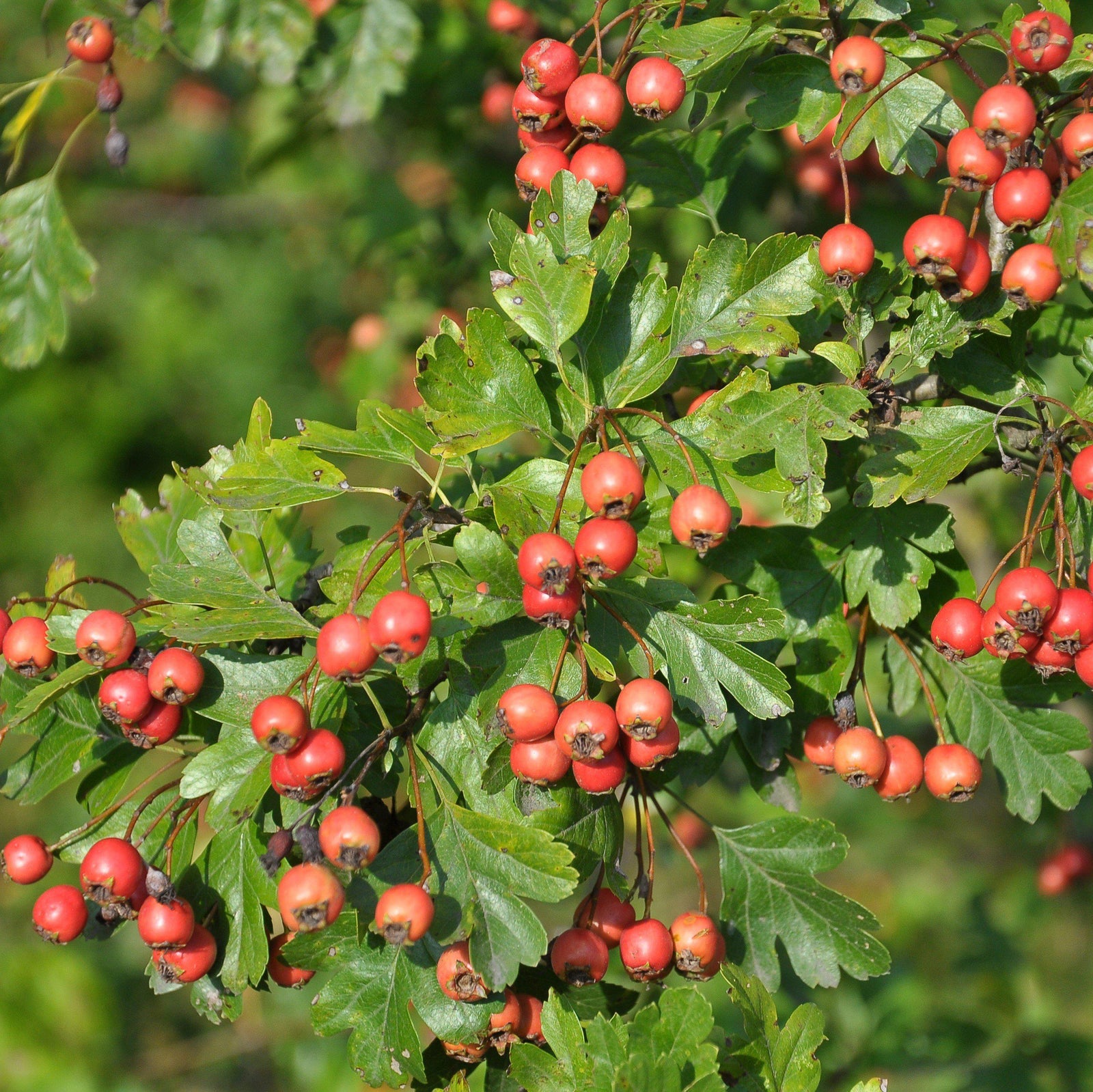 Crataegus viridis ~ Green Hawthorn-ServeScape