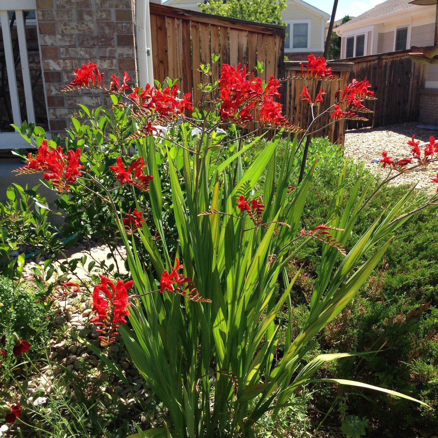 Crocosmia 'Lucifer' ~ Lucifer Crocosmia-ServeScape