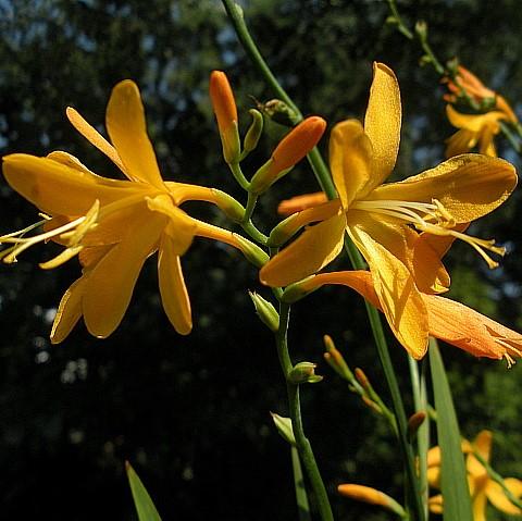 Crocosmia 'Norwich Canary' ~ Norwich Canary Crocosmia-ServeScape