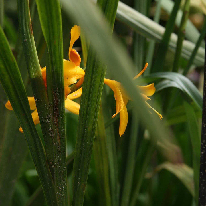 Crocosmia 'Norwich Canary' ~ Norwich Canary Crocosmia-ServeScape