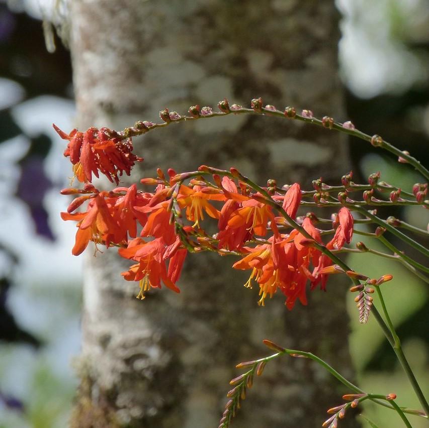 Crocosmia x crocosmiiflora ‘Emily Mckenzie’ ~ Emily Mckenzie Crocosmia-ServeScape