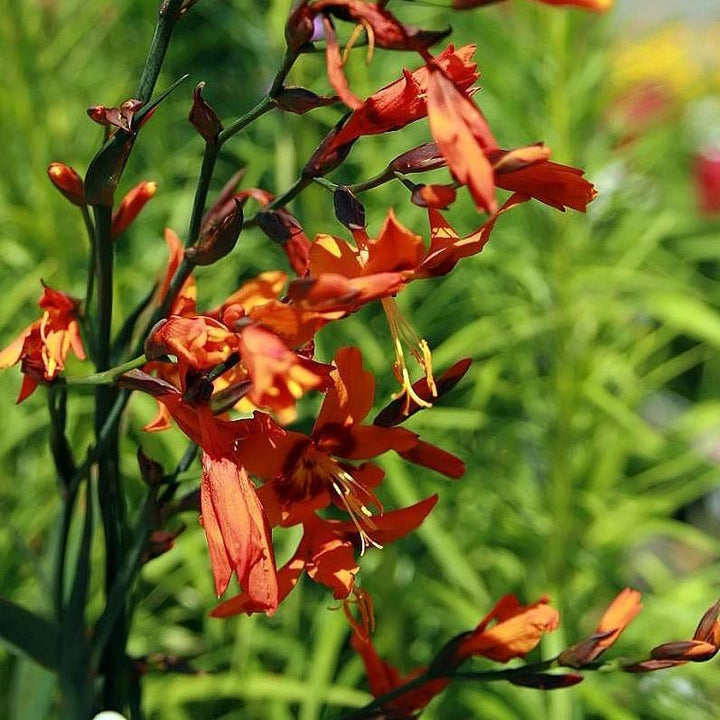 Crocosmia x crocosmiiflora ‘Emily Mckenzie’' ~ Emily Mckenzie Crocosmia - Delivered By ServeScape