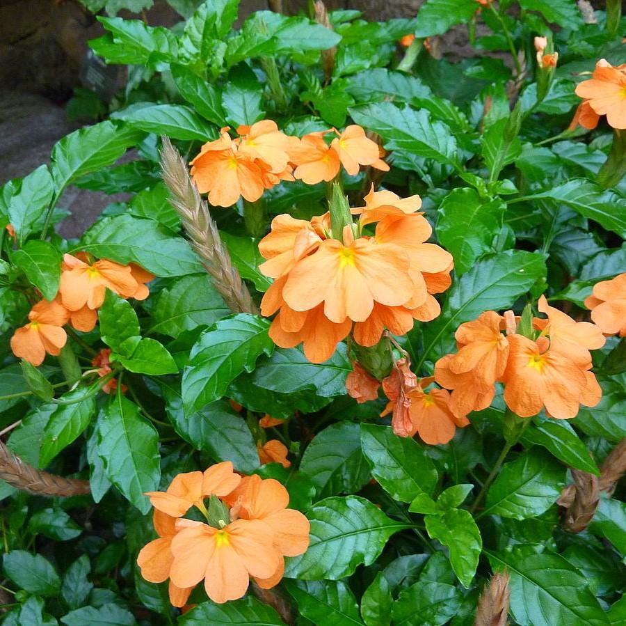 Crossandra 'Apricot Sun' ~ Apricot Sun Crossandra, Firecracker Flower-ServeScape