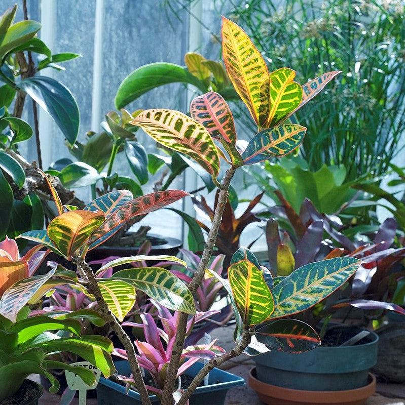 Codiaeum Petra ~ Petra Croton-ServeScape