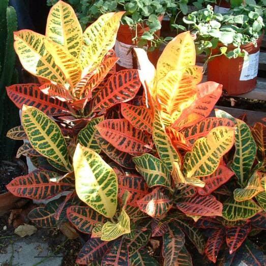 Codiaeum Petra ~ Petra Croton-ServeScape
