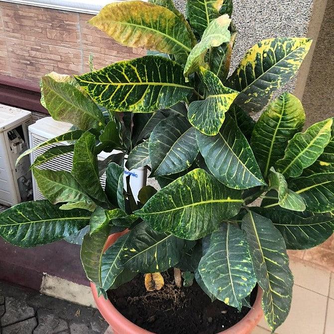 Codiaeum Petra ~ Petra Croton-ServeScape