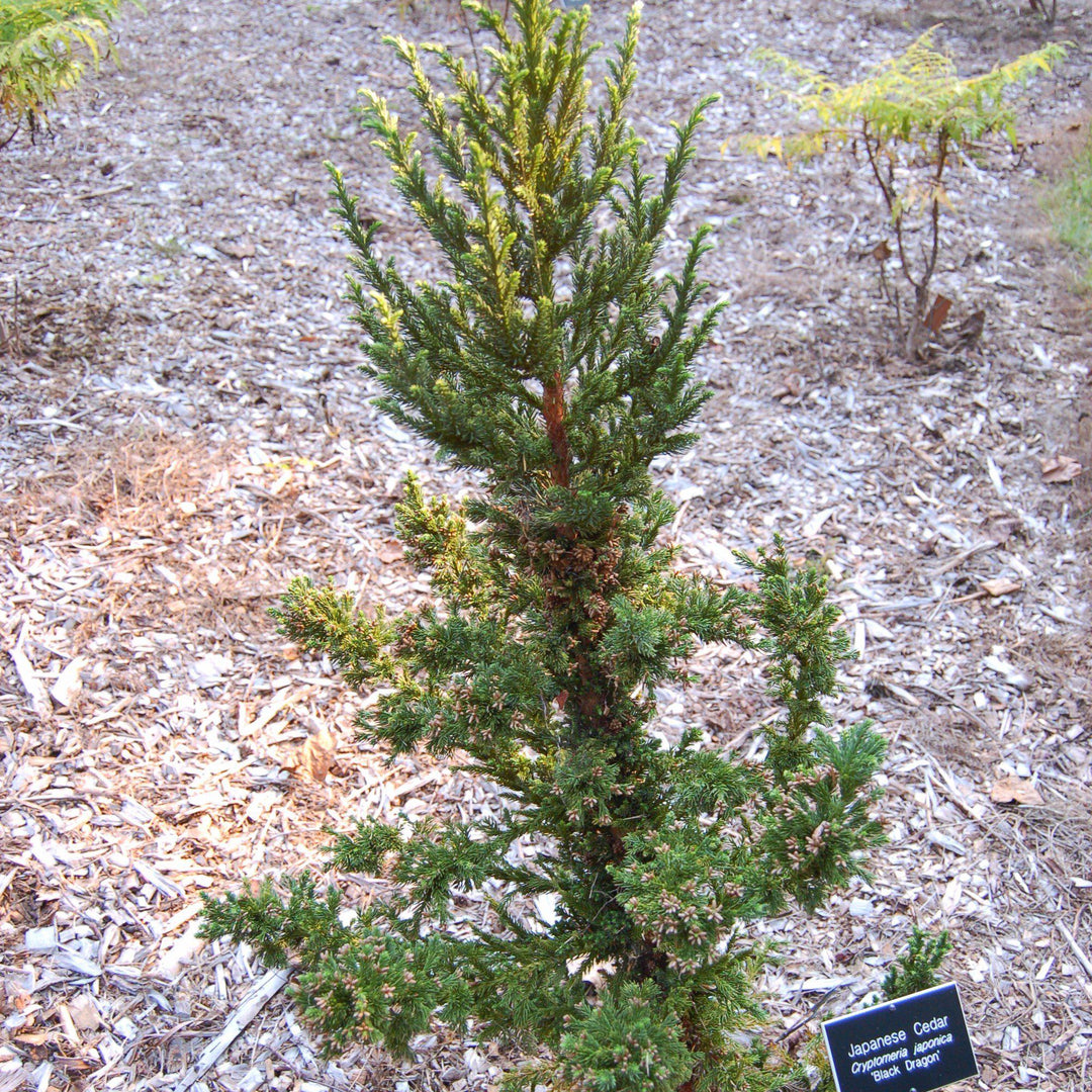 Cryptomeria japonica 'Black Dragon' ~ Black Dragon Japanese Cedar-ServeScape