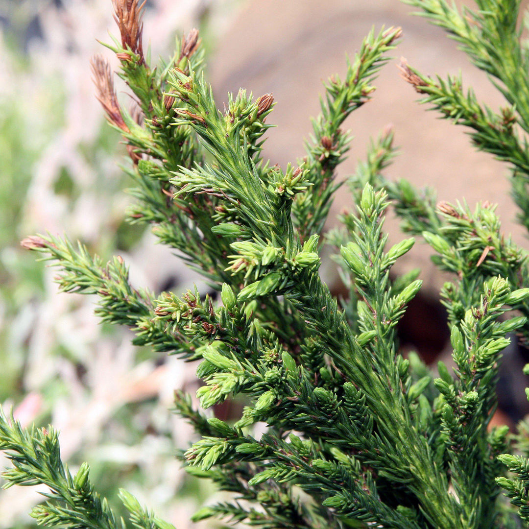 Cryptomeria japonica 'Black Dragon' ~ Black Dragon Japanese Cedar-ServeScape