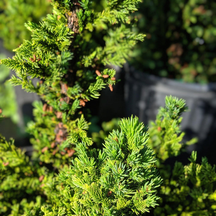 Cryptomeria japonica 'Black Dragon' ~ Black Dragon Japanese Cedar - Delivered By ServeScape