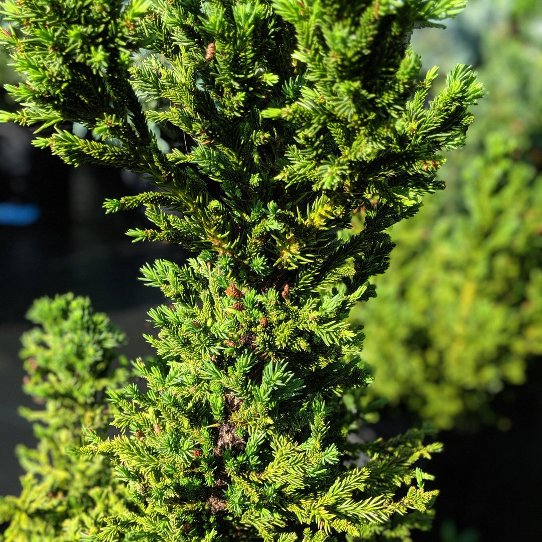 Cryptomeria japonica 'Black Dragon' ~ Black Dragon Japanese Cedar-ServeScape