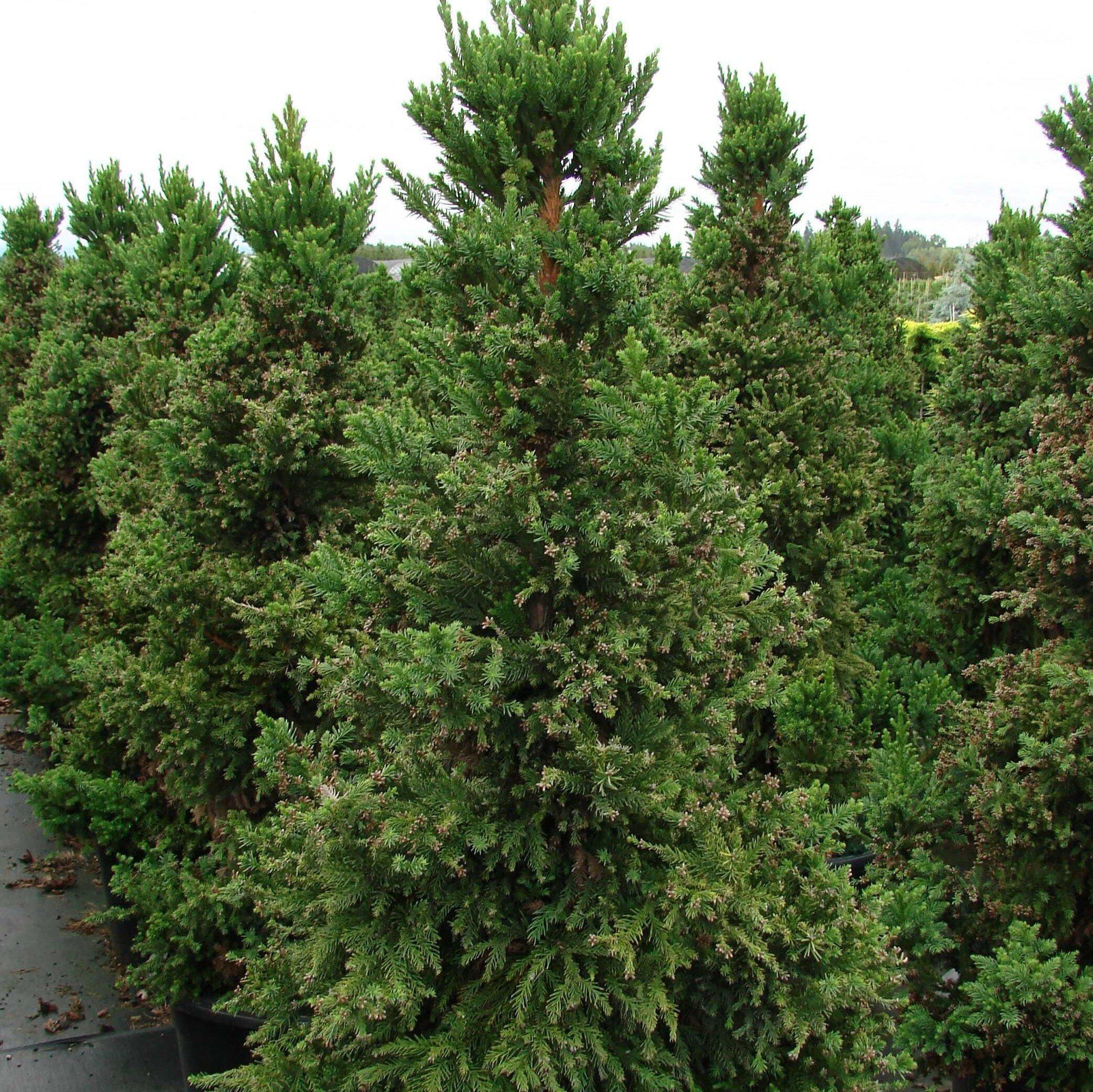 Cryptomeria japonica 'Black Dragon' ~ Black Dragon Japanese Cedar-ServeScape