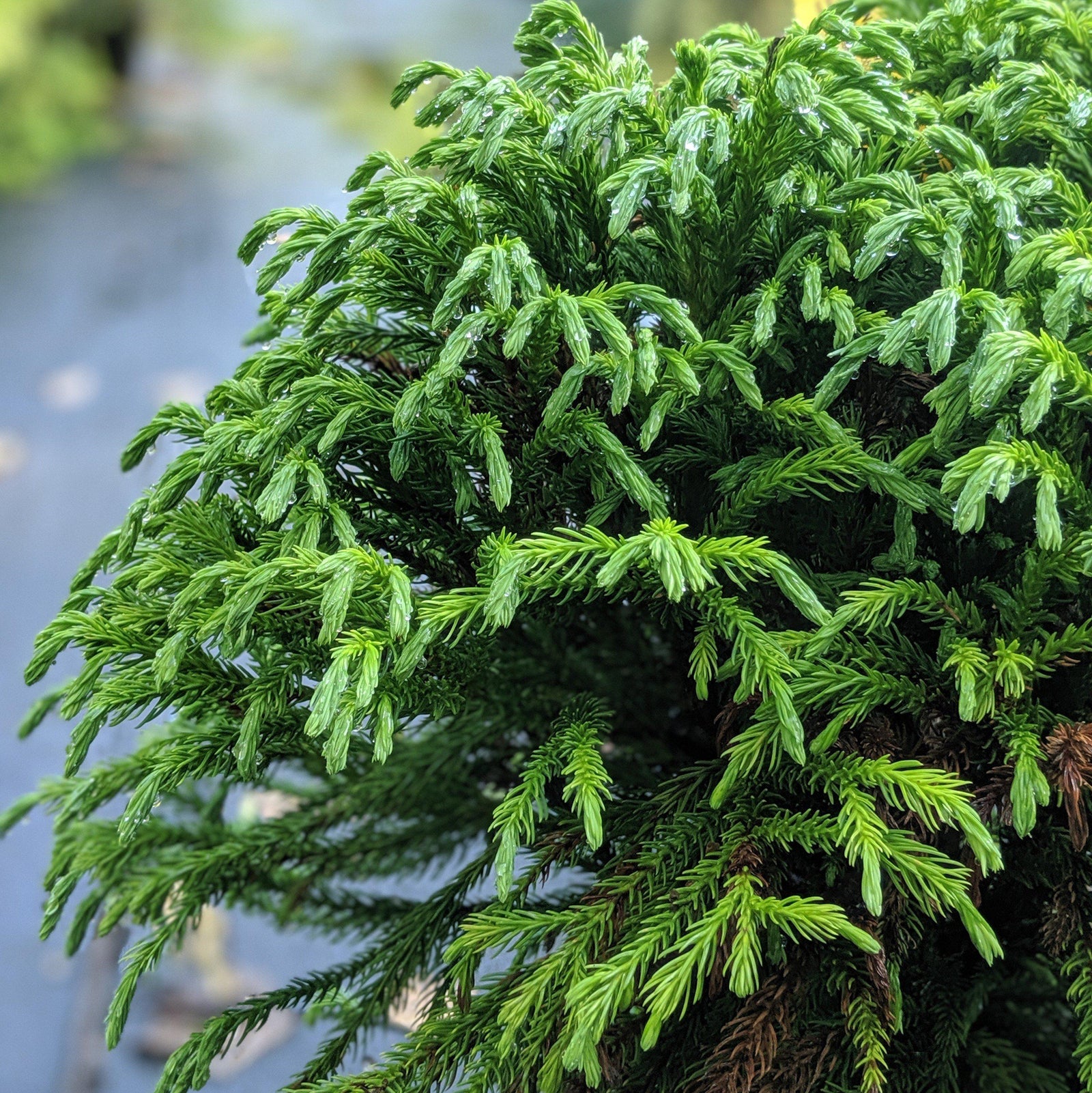 Cryptomeria japonica 'Globosa Nana' ~ Dwarf Japanese Cedar-ServeScape