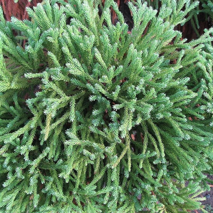 Cryptomeria japonica 'Globosa Nana' ~ Dwarf Japanese Cedar-ServeScape