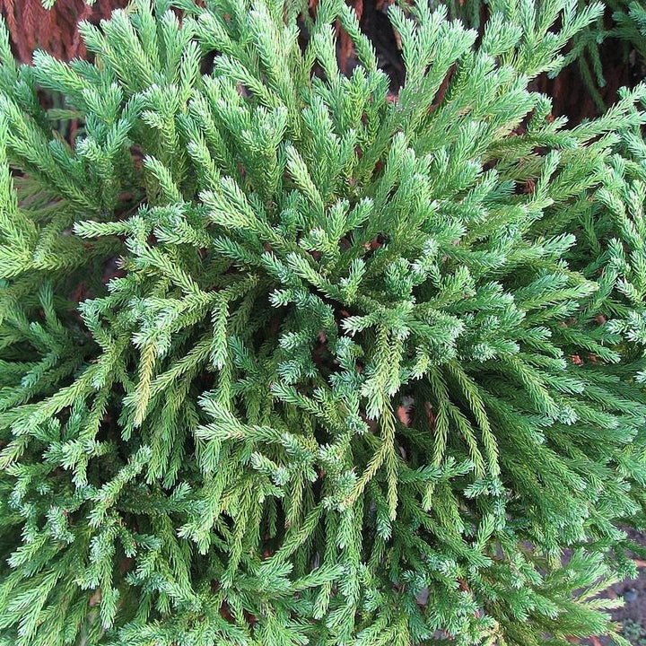 Cryptomeria japonica 'Globosa Nana' ~ Dwarf Japanese Cedar-ServeScape