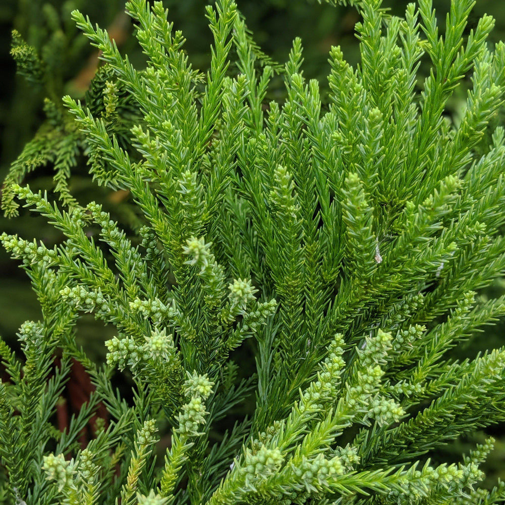 Cryptomeria japonica 'Radicans' ~ Blue-Green Japanese Cedar - Delivered By ServeScape