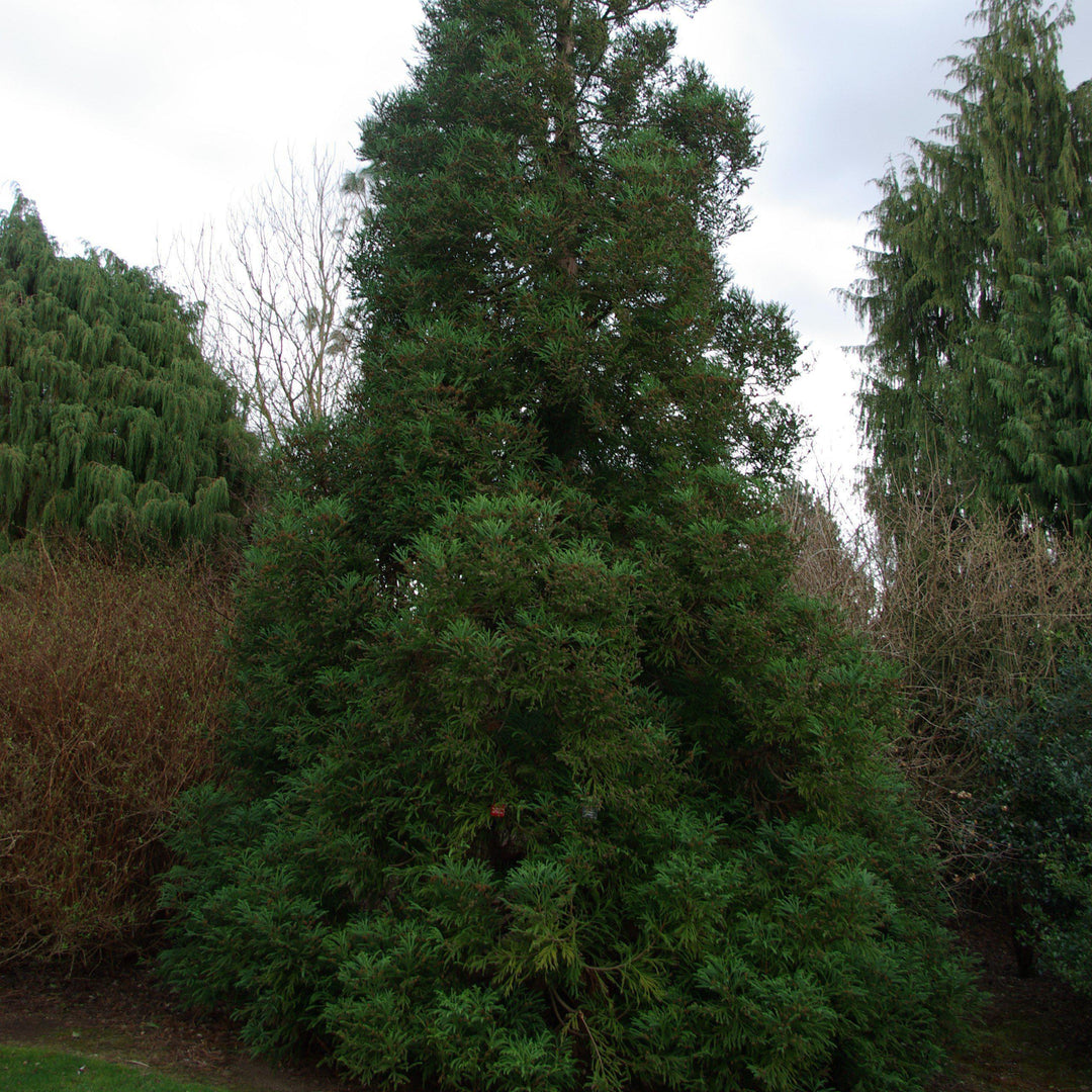 Cryptomeria japonica 'Radicans' ~ Blue-Green Japanese Cedar - Delivered By ServeScape