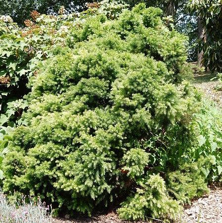 Cryptomeria japonica 'Elegans Nana' ~ Dwarf Elegans Japanese Cedar-ServeScape