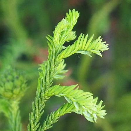 Cryptomeria japonica 'Rasen' ~ Rasen Japanese Cedar-ServeScape