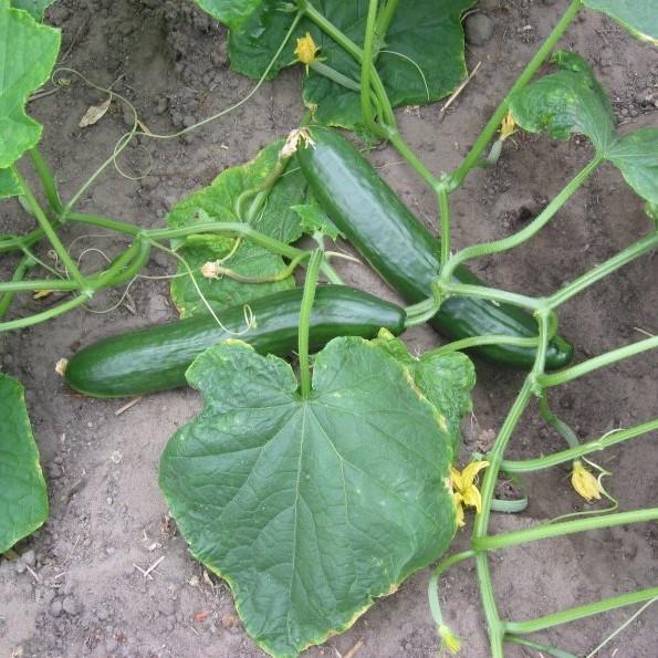 Cucumis sativus 'Muncher' ~ Muncher Cucumber-ServeScape