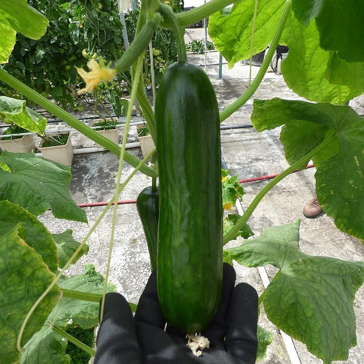 Cucumis sativus 'Muncher' ~ Muncher Cucumber-ServeScape