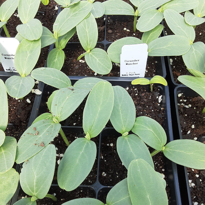 Cucumis sativus 'Muncher' ~ Muncher Cucumber - Delivered By ServeScape